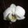 Phalaenopsis_8-002_1352963_2368_t