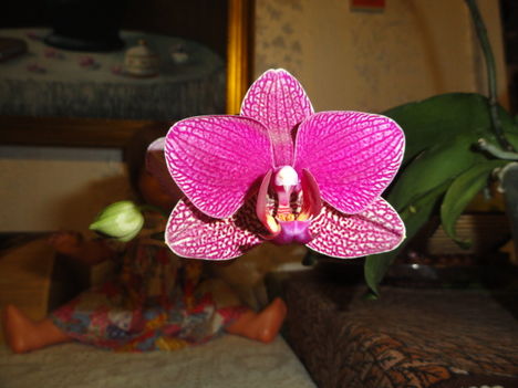 Phalaenopsis 9