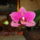 Phalaenopsis_9-001_1352964_3326_t