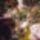 Kockasliliomesato_1353894_5879_t