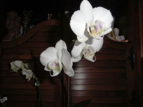 Orchidea 12