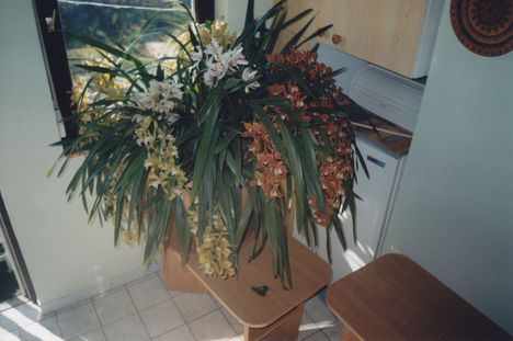 Orchidea