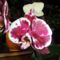 Orchidea 13