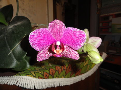 Orchidea 16