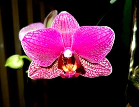 Orchidea 18