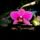 Orchidea_19_1353205_5994_t