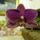 Orchidea_20_1353206_8908_t