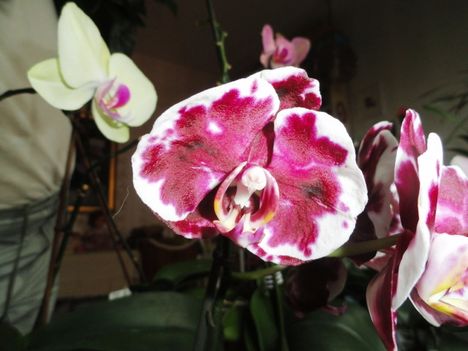 Orchidea 21
