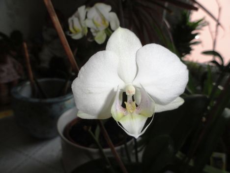 Orchidea 24