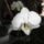 Orchidea_24_1353210_8623_t