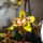 Orchidea_26_1353212_2922_t