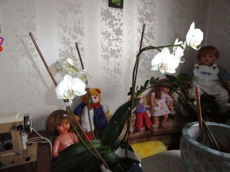 Orchidea 4