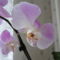 Orchidea 6