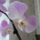 Orchidea_6_1353192_2660_t