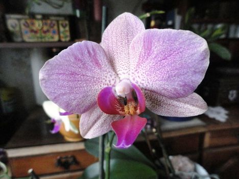 Orchidea 7