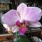Orchidea 7