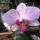 Orchidea_7_1353193_1434_t