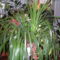 Orhidea nappaliban