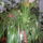Orhidea_nappaliban_1353851_6833_t