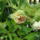 Pheonia_fas_szaru_1353918_1792_t
