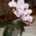 Lepkeorchidea-003_1354973_3495_t