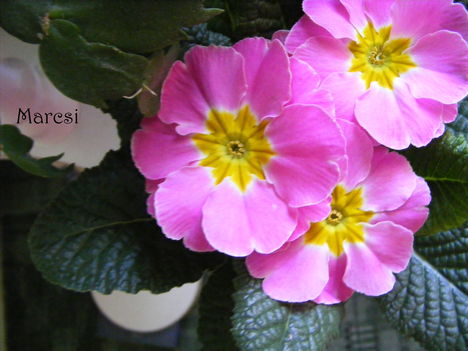 Primula