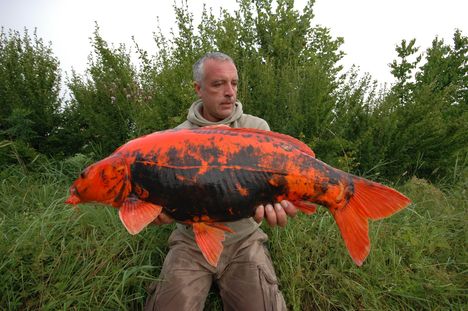 koi ponty10,5kg_8167195_o