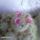 Maria_viragbirodalma33_1355120_4502_t
