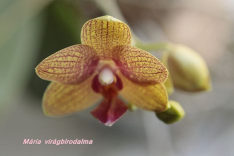Orchid_03
