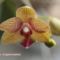 Orchid_03