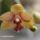 Orchid_03_1355130_2608_t