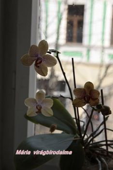 Orchid_05