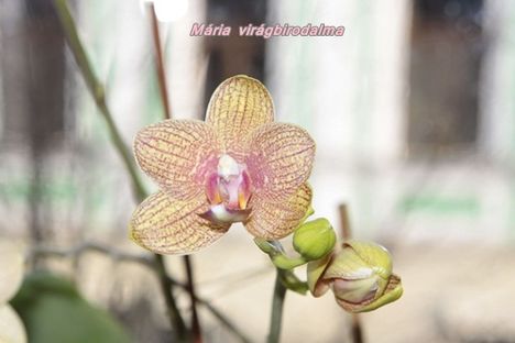 Orchid_08
