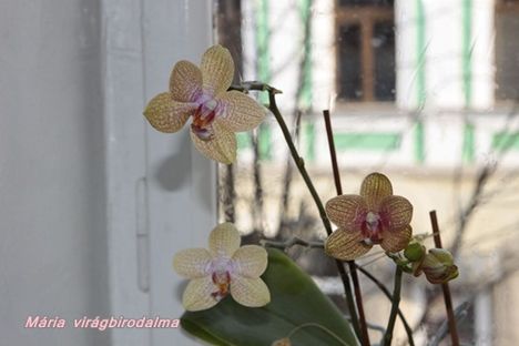 Orchid_12