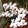 Orchidea_1355729_6437_t