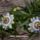 Viragok100_1355151_3499_t