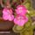 Viragok116_1355154_4803_t