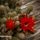 Viragok36_1355140_4445_t