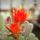 Viragok38_1355141_1121_t