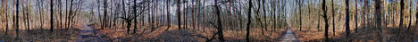 Az Erdő Közepén - In The Middle Of The Forest - 360°Panorama