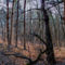 Az Erdő Közepén - In The Middle Of The Forest - 360°Panorama