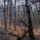 Az_erdo_kozepen__in_the_middle_of_the_forest__360panorama_1356730_7028_t