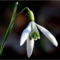 Kikeleti hóvirág (Galanthus nivalis)