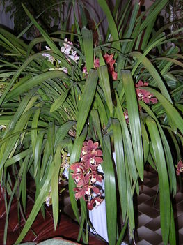 Orhidea Nappaliban-1