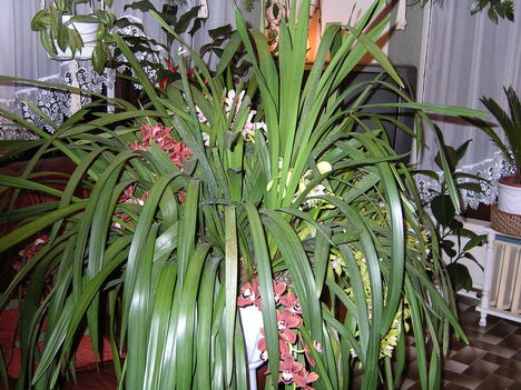 Orhidea nappaliban