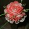 rózsa körbe bimbókkal