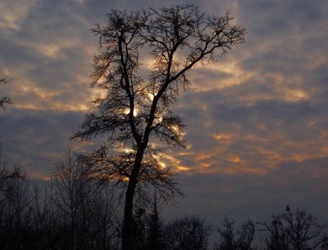 téli erdő naplemente (fotó.Kovács Karcsi )