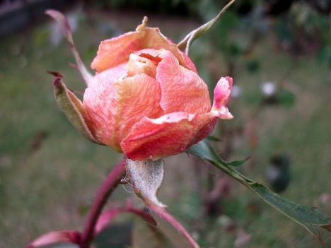 téli kert rózsa