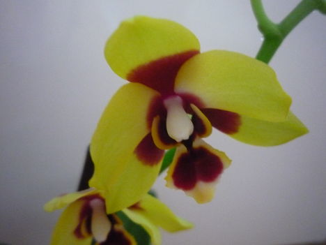 ORCHIDEA  :-)) 1