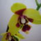 ORCHIDEA  :-)) 1